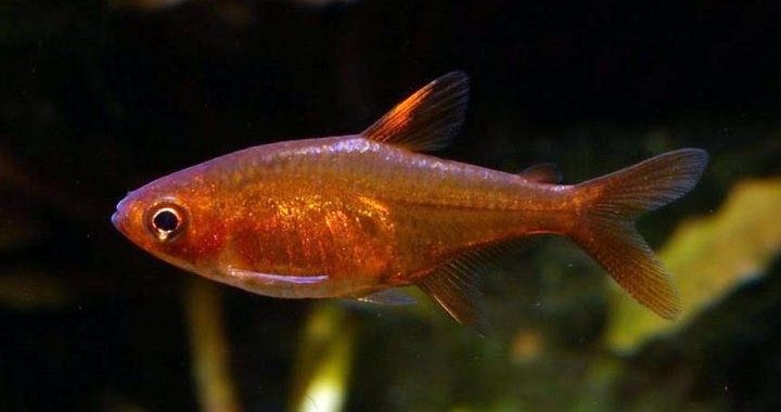 Bystrzyk Amandy - karlik