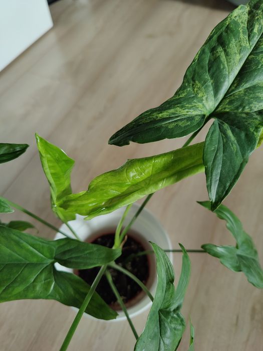 Syngonium mottled mojito dwie sadzonki duże