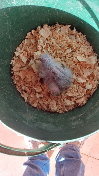 Loris molucanos para acabar de criar á mão