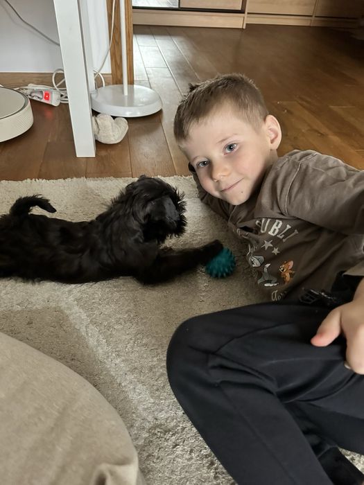 Цвергшнауцер,чорний хлопчик