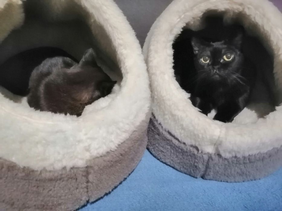 Хатка, домик для котов и собак .