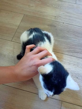 Oddam małego kotka w dobre ręce