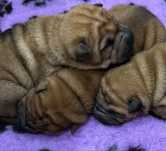Shar pei wystawowe i nie tylko z Rodowodem FCI