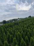 Thuja szmaragd różne wielkości