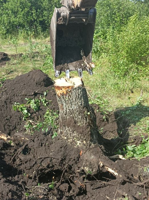 Корчевание деревьев