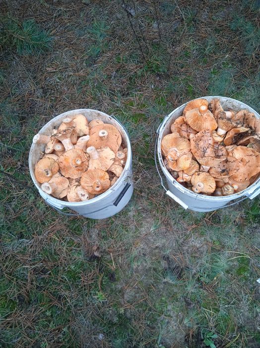 Свіжі гриби опеньки рижики зеленки польські