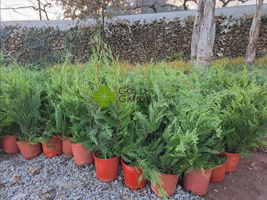 Cedros Leylandi Várias Alturas