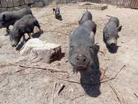 porcos/porcas pretas