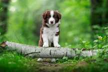 Szczenię Border Collie - Piesek - ZKwP FCI