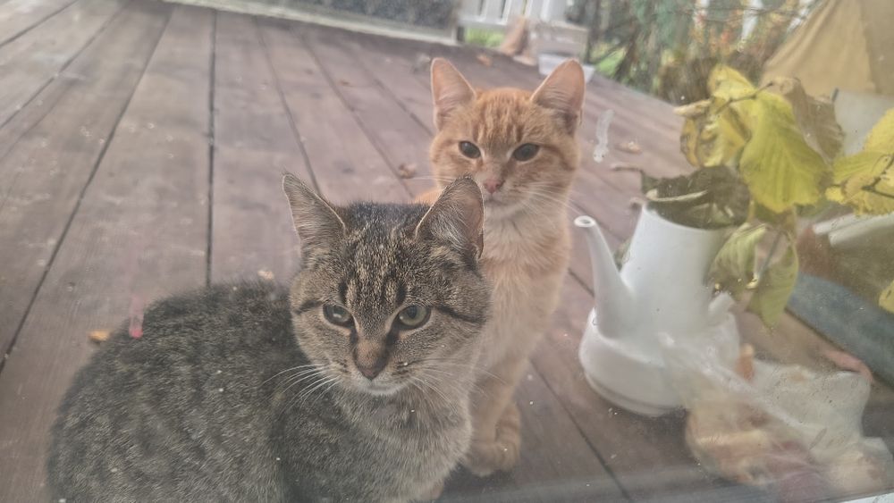 Oddam 2 małe kotki 3 miesieczne