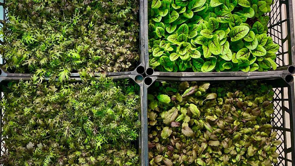 Бізнес мікрозелень, навчання вирощуванню мікрозелені, запуск ферми