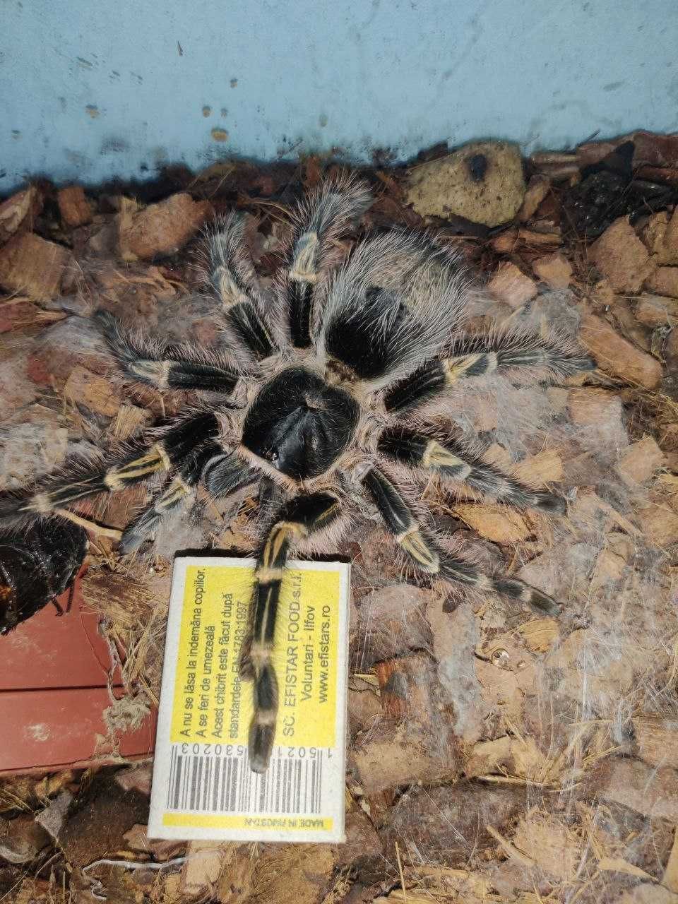 Grammostola pulchripes самка 6 см по телу паука птицееда для новичков