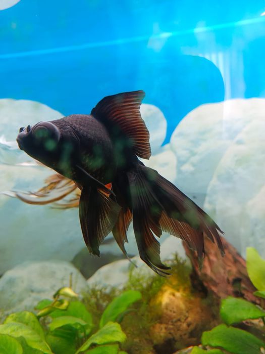 Welon czarny, welonka, Black moor, Carassius auratus