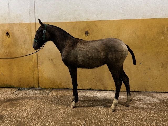 Poldro lusitano 1 ano
