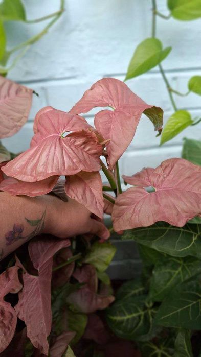 сигнониум,syngonium неон,філодендрон бразіл