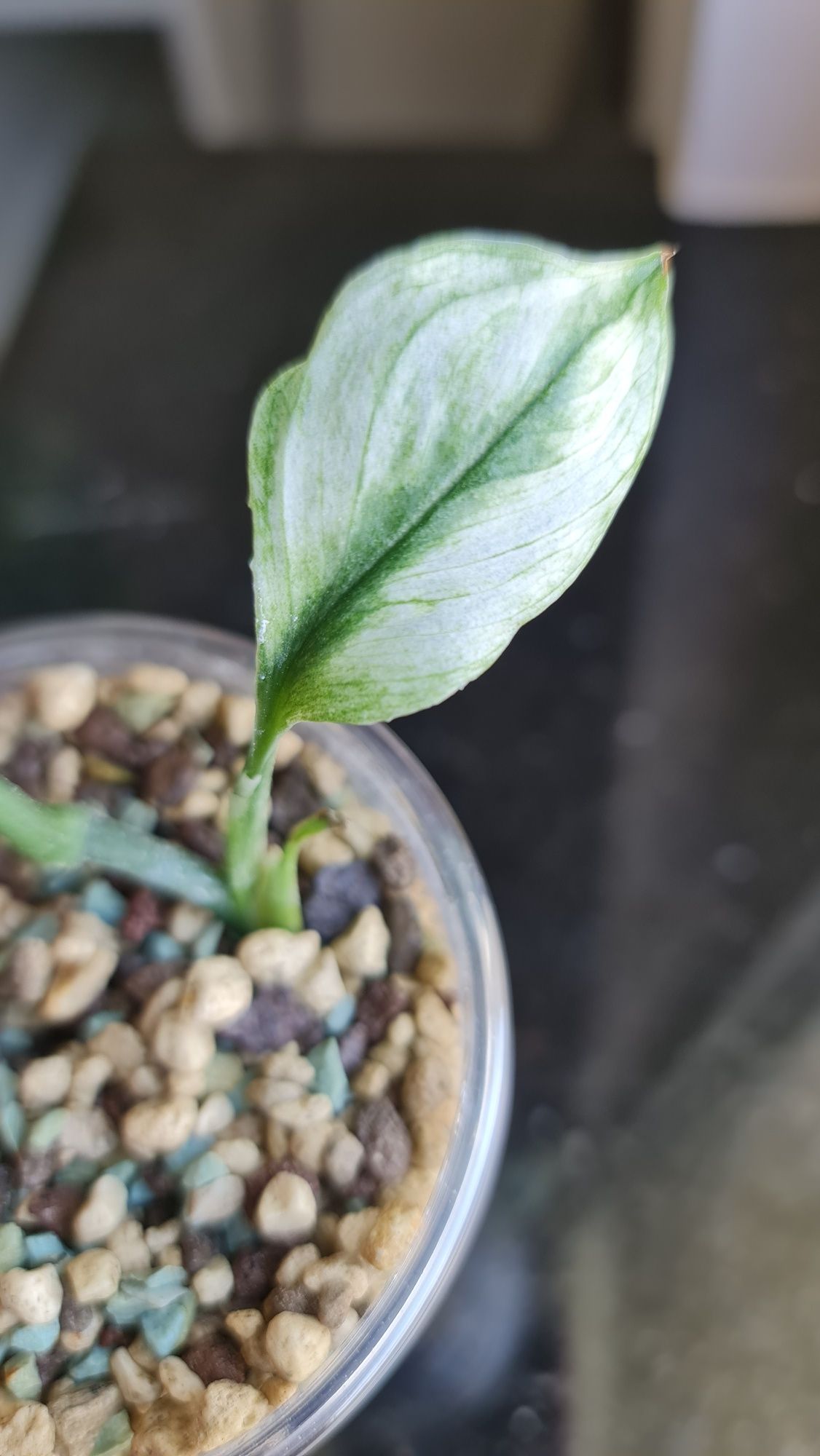 Scindapsus moonlight mint variegata