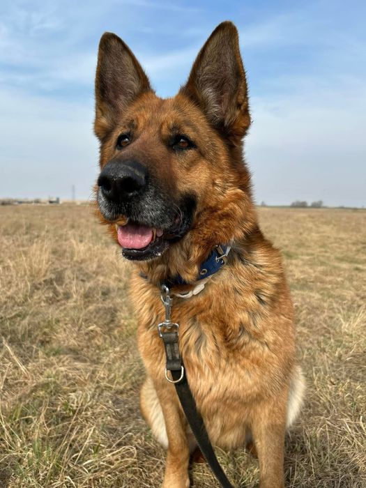 Toba. Zrównoważona i wesoła owczarka, owczarek niemiecki