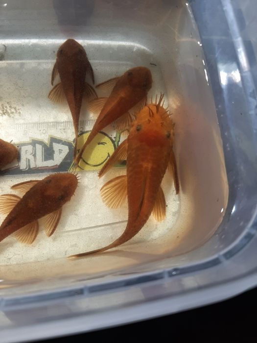 Анциструс супер ред/ производители/ сомы/нерестовые пары