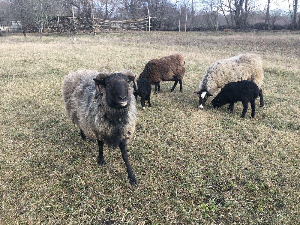 Продаються вівці романовської породи.