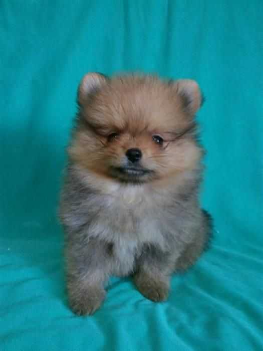 Малята-цуценята Померанского Шпица від заводчика.