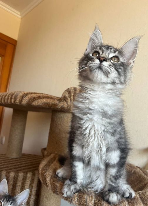 Кошенята мейн кун