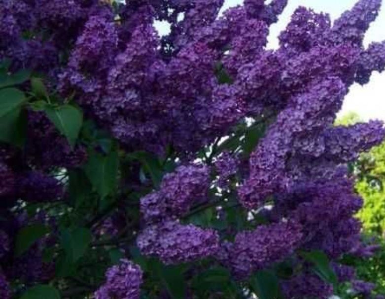 Продаю саженцы сирени.