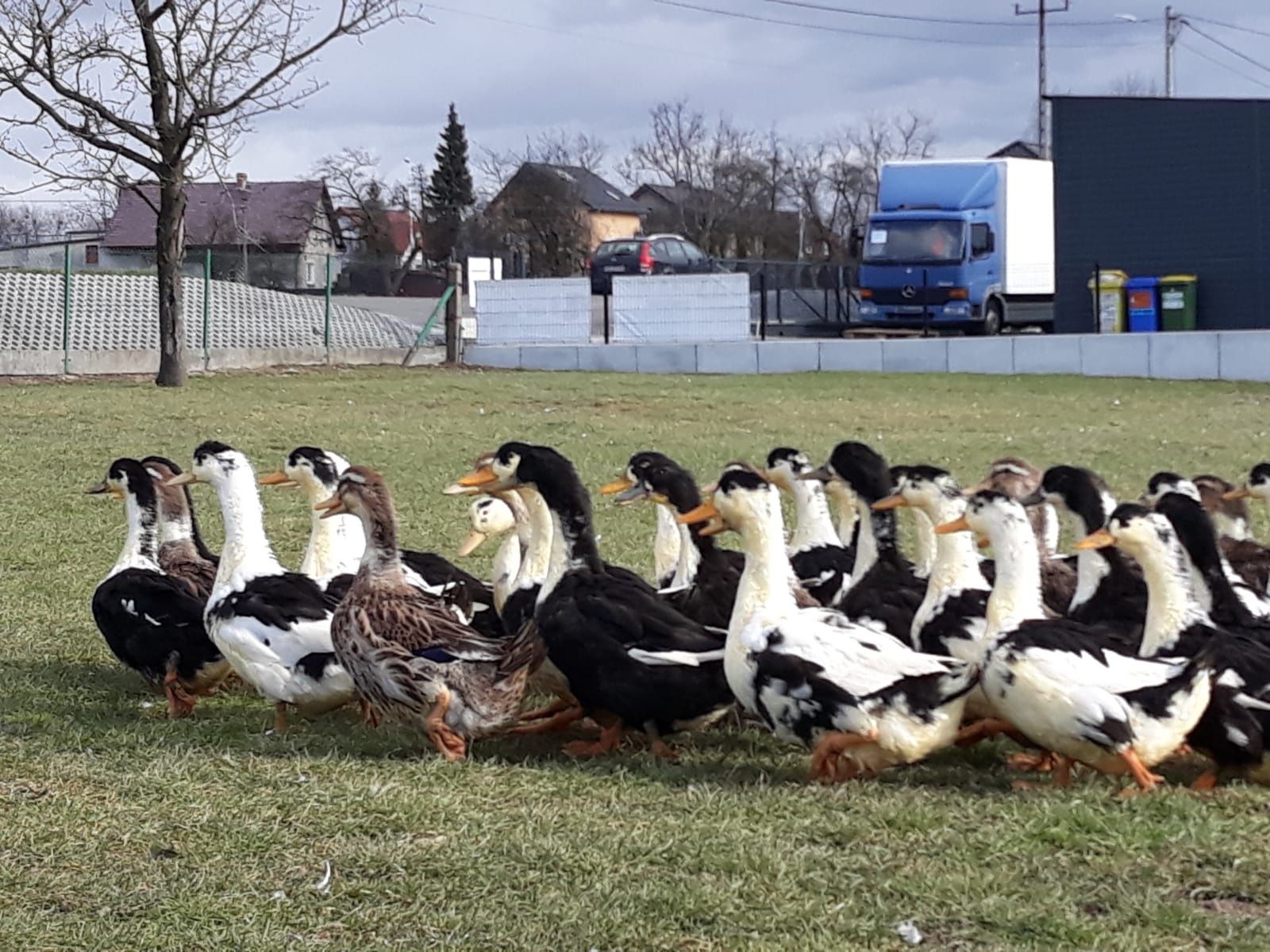 Kaczki, kaczka, tuszki