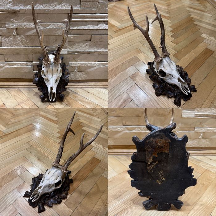 Роги благородного оленя, оленьи рога