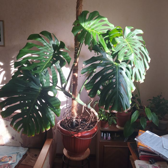 Монстера кімнатна