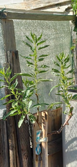 Amendoeira Casca Rija