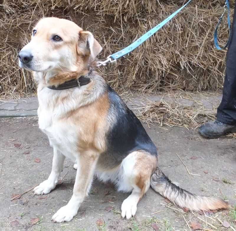 GALA suka dorosła, czarna podpalana, średnia, miła, do adopcji