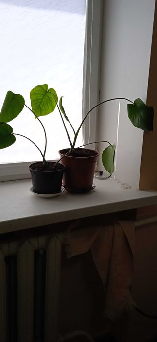 Вазони Монстери в горщиках