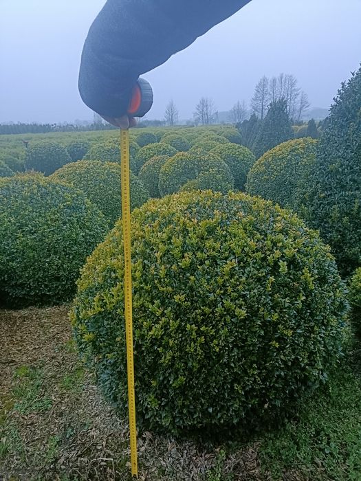 Bukszpan kula średnica 60, 70 oraz 80cm.