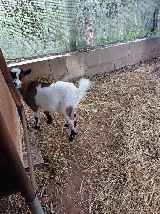 Cabrita anã 5 meses