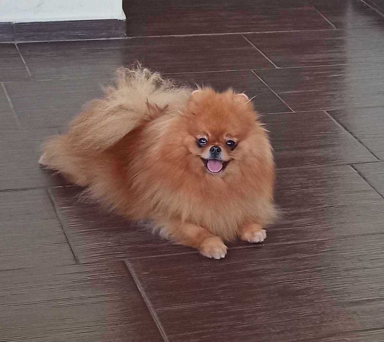 Sunia Pomeranian Szpic miniaturowy