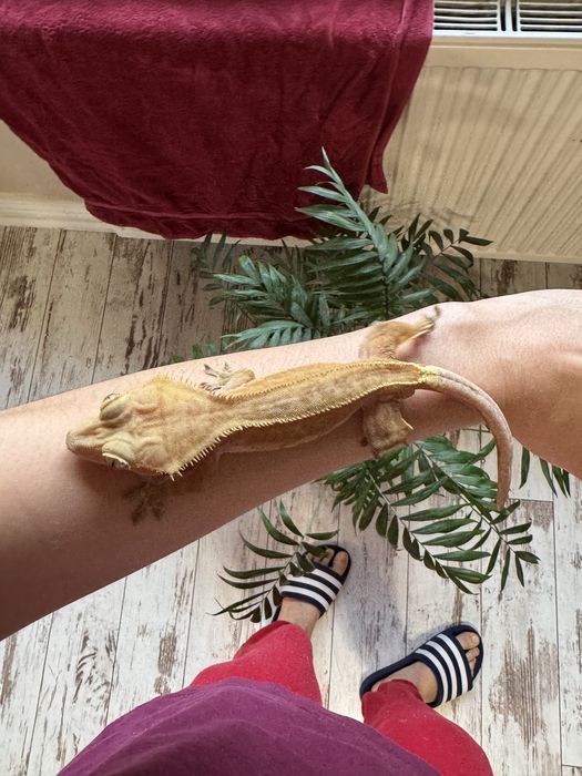 Gekon orzęsiony Phantom samiec