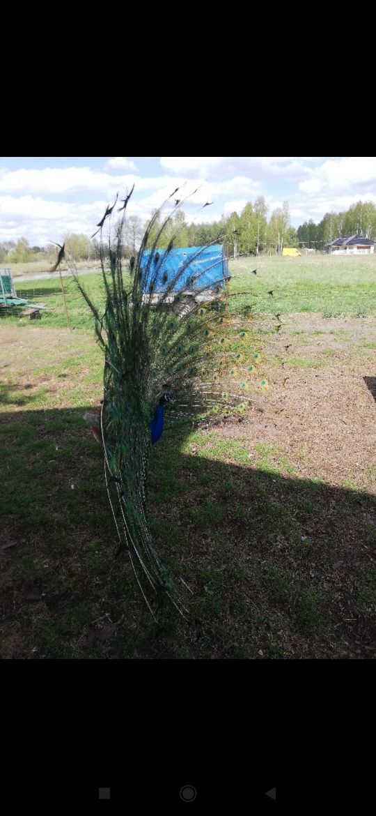 Sprzedam pawia pięcio letniego