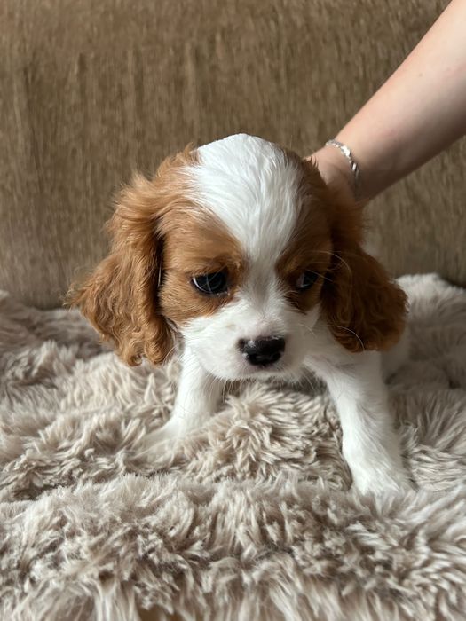 Piesek Cavalier King Charles Spaniel