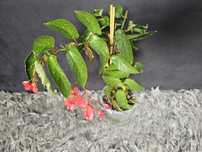 Begonia "TAMAYA"
