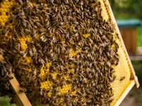 Odkłady pakiety rodziny pszczele 3, 4 lub 5 ramkowe, wielkopolska