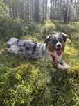 Do adopcji 2,5-letnia suczka