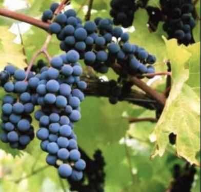 Szczepione winogrono na wino i soki Maréchal Foch. Sadzonki winorośli.