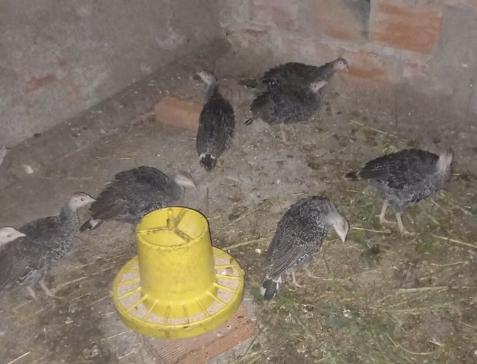 Perus criados em terreno livre