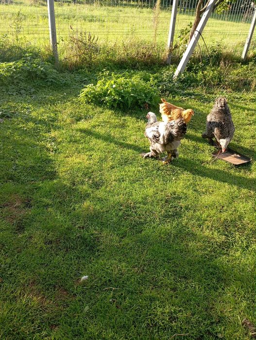 Koguty Brahmy i kochina miniaturowego