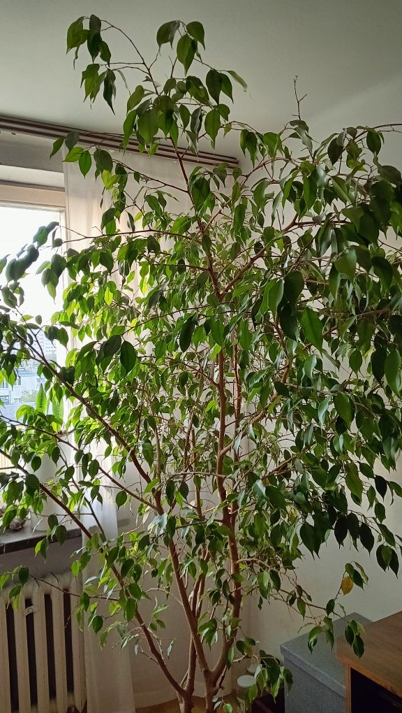 Fikus Benjamina sprzedam
