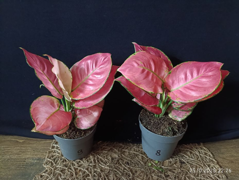 Аглаонема Розі Ред" (Aglaonema Rosy Red)