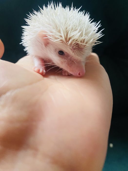 Jeż pigmejski kolczasta Kuleczka