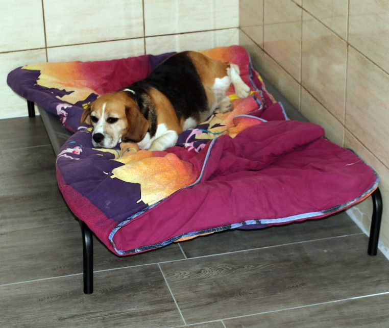 Kochane starsze beagle szukają domu