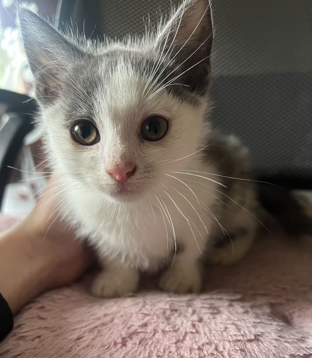 Кошеня хлопчик, ручне