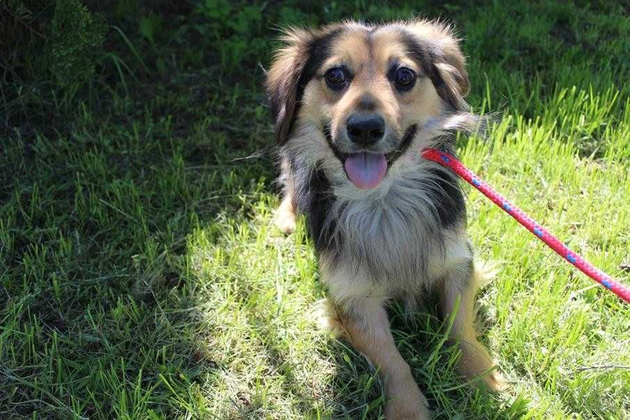 103031 Pawełek do adopcji